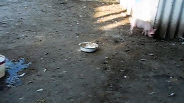 Шустрые поросята отжигают! :) смотреть онлайн