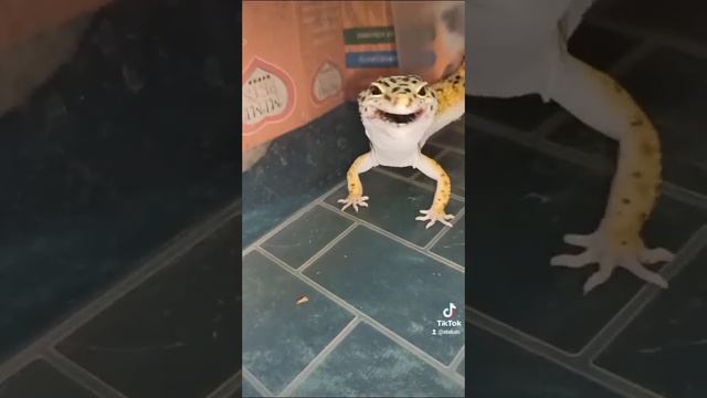 Кормление сыночка Горохи и Марти. Парень в продаже! смотреть онлайн