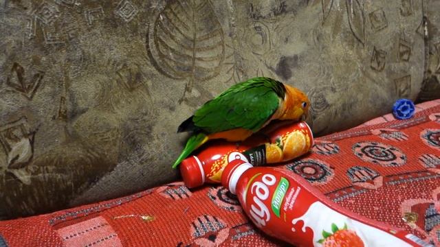 Птенец какаду прогоняет каиков от своих игрушек. смотреть онлайн