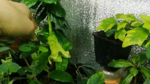 Кубанола. Зимове цвітіння