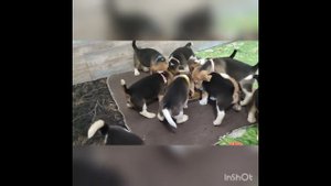 Щенки бигля!
