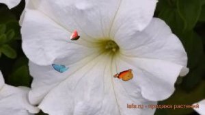 Петуния грандифлора Суперкаскад Вайт ? обзор: как сажать, семена петунии Суперкаскад Вайт