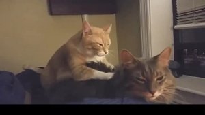 Кошки делают массаж