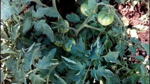 МОИ НИЗКОРОСЛЫЕ ТОМАТЫ В ОТКРЫТОМ ГРУНТЕ на 20.06.2018г. ОБЗОР