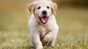 Стихи про животных для детей