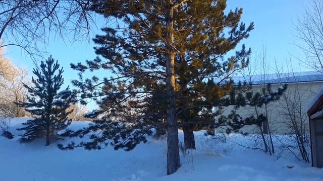 Austrian Pine / Pinus nigra смотреть онлайн