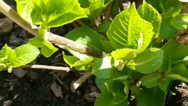 Голубая гортензия-это просто ! смотреть онлайн