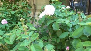 Rosa 'Alfred de Dalmas'