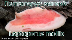 Лептопорус мягкий | Leptoporus mollis