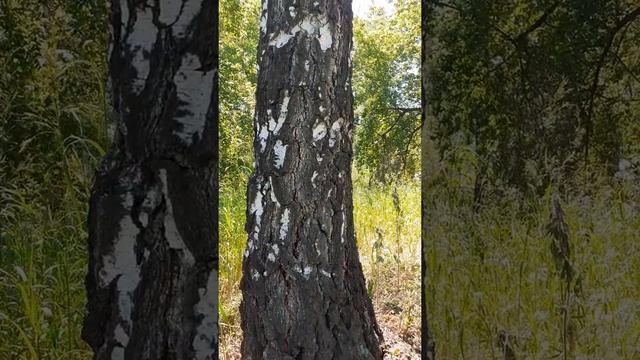 созерцание коры дерева, узоров , и движение насекомых смотреть онлайн