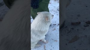 Как собаки оленеводов греются на морозе в тундре