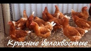 Домашнее хозяйство Мясные породы кур с фото и названием