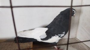 Курский Турман