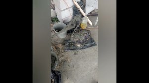 Пеликан из бетона