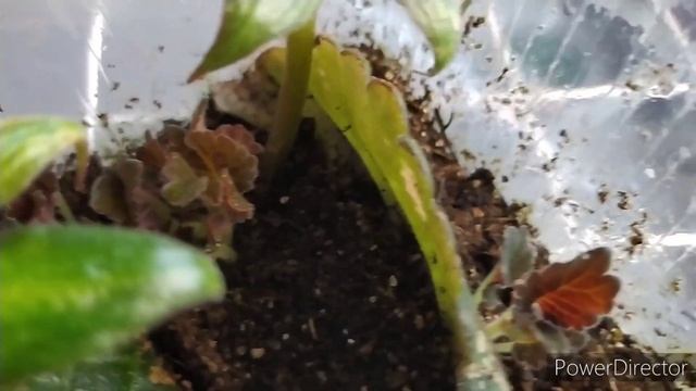 ЦВЕТОНОСЫ ГЛОКСИНИИ,ДАЛИ ДЕТОК. смотреть онлайн