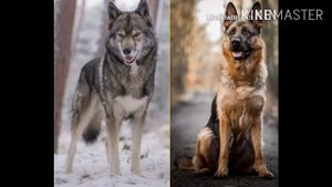 ВОЛКОСОБ VS НЕМЕЦКОЙ ОВЧАРКИ