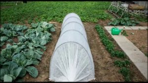 Где купить мини теплицу