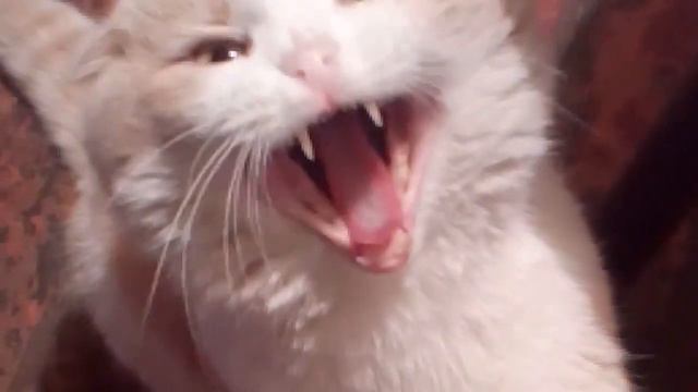 Уникальный кот Шурик, который любит спать на спине смотреть онлайн