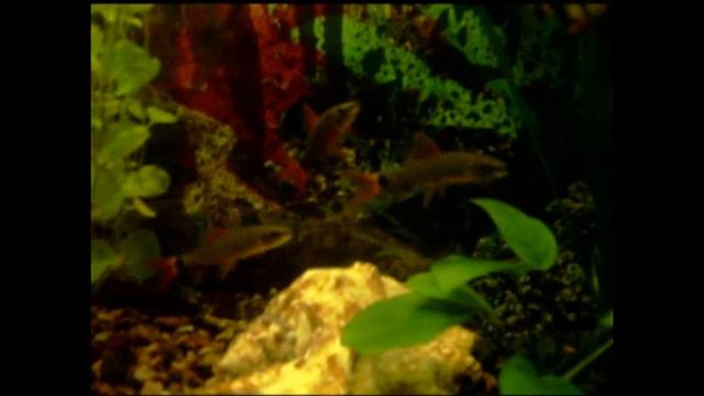 Мои ЛАБЕО.mkv смотреть онлайн