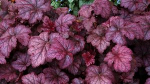 Гейхеры для начинающих