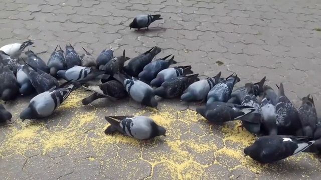 -Подкармливаем голубей пшеном в парке "Лопатинский Сад".Город Смоленск.Июнь 2018 года.- смотреть онлайн