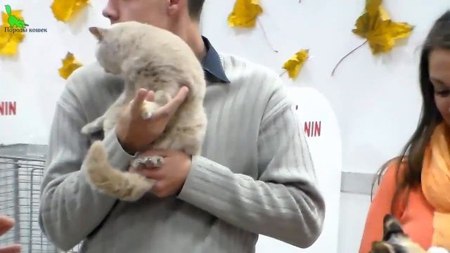 Красавицы Кошки с Черепаховым Окрасом на Выставке | Породы КОШЕК смотреть онлайн