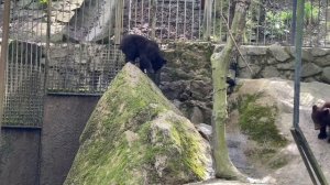 Медвежата переехали к папе в вольер и там весело "СХОДЯТ С УМА"