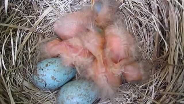 8. 2016-06-04. Семья птенцов дрозда рябинника увеличивается. смотреть онлайн