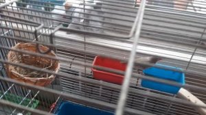 АМАДИНЫ. ЧТО СЛУЧИЛОСЬ С ЯЙЦОМ?