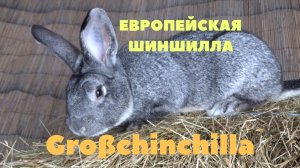 Европейская Большая Шиншилла в России. Кролик Großchinchilla