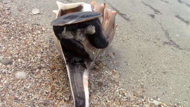 Busycon perversum (Linnaeus, 1758) Lightning Whelk смотреть онлайн