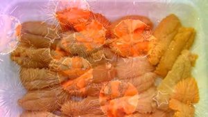 Полезные свойства морского ежа (Echinoidea)