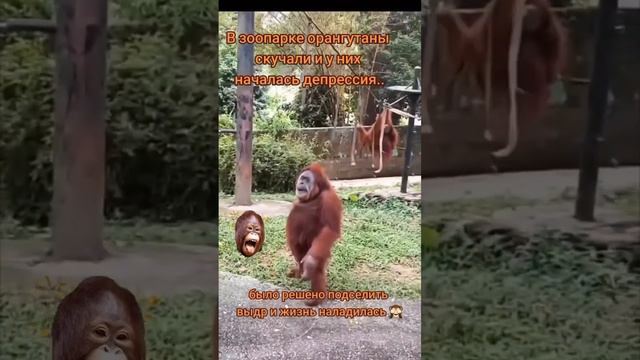 Смешно до слёз. Бедный орангутанг 🤣 #смешноевидео #орангутанг #выдры #animals смотреть онлайн