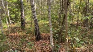 Куча Белых Грибов в этом перелеске. Сбор грибов в сентябре. Центральная Россия. Осень 2023.