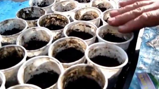 Как посеять семена капусты. Капуста в парнике. смотреть онлайн