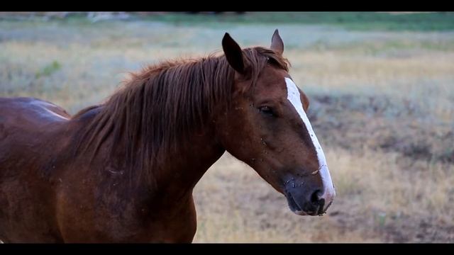 Canon 5D MARK III.Июль. Вечер. Пейзажи. Бузулук. смотреть онлайн