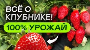 КАК ПРОДЛИТЬ УРОЖАЙ клубники (земляники) до осени! 1 ПРОСТОЙ совет!