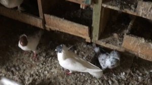 Заехали в гости в г. Никополь к голубятнику Юрию. У Юры бойные голуби: бакинские и краснодарские.