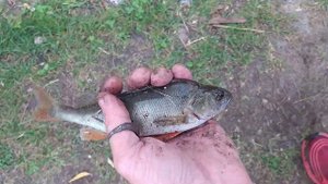 Какие окуни ловятся в Москве: рыбалка на Джамгаровском пруду 21.07.22, поплавочная ловля