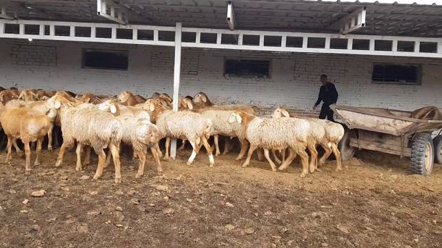 Гиссарские бараны, Арашан. Анвар Рустемов +77017224679(ватцап)
