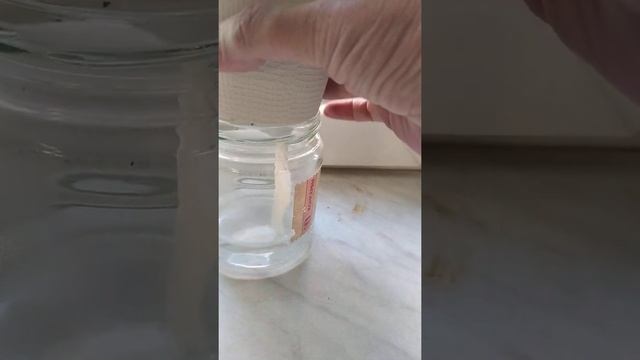 Пеларгония Ричард Хадсон стеллар