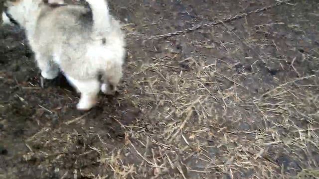 VLOG. Прогулка с собакой!!!! смотреть онлайн