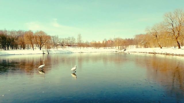 путь лебедей смотреть онлайн