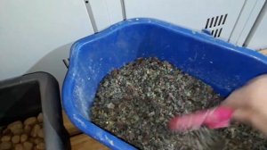 Пересадка гигантского алоэ остистого