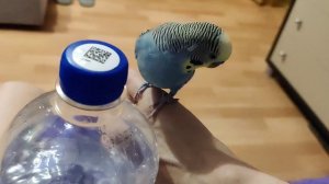 Птичкины красавчики и бутылка 👍