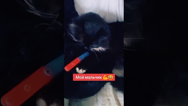 Мой тигр ?
⠀
#мойкотенок #AlinaKlyukva #кареглазаяблондинка #люблюкошек #чтозалевэтоттигр #октябрь