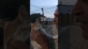 Кот орет шипит