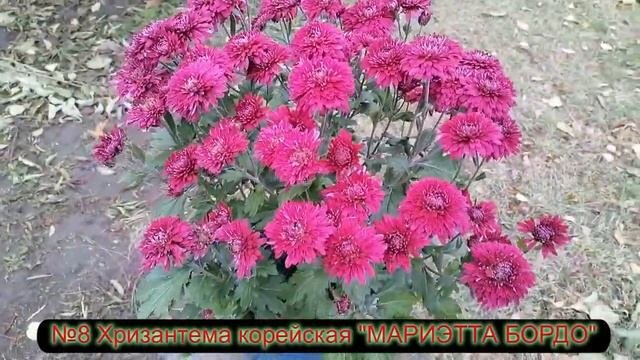 №8 Хризантема корейская МАРИЭТТА БОРДО 20 10 23 г