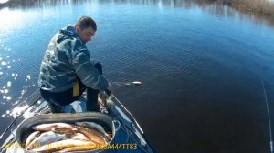 Охота на гуся 2016. Весна. Начало. Рыбалка весной на разливах сетями.