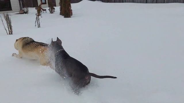 Смертельная схватка. Питбуль против волка. Pitbull vs wolf. смотреть онлайн